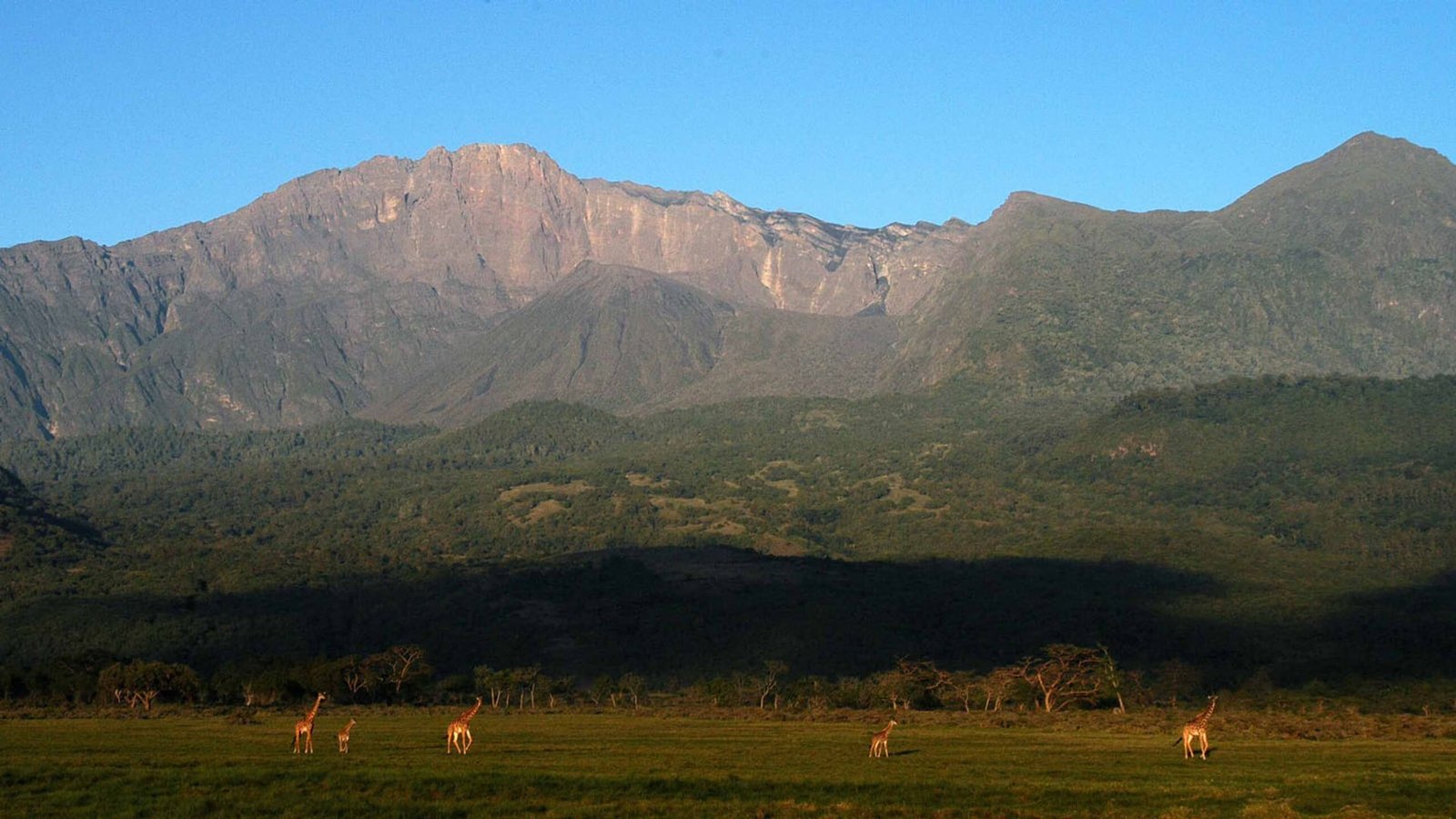 Mount Meru rising above the forest with giraffes grazing on the plain below at dawn