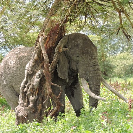 Our Arusha team in the field, Northern Tanzania
