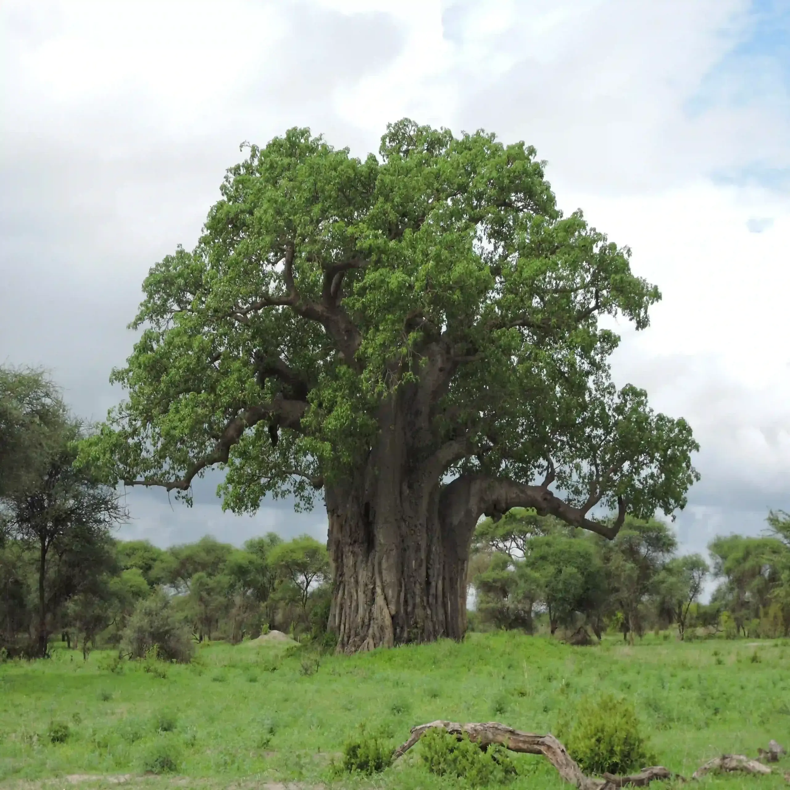 Baobabs against the sky