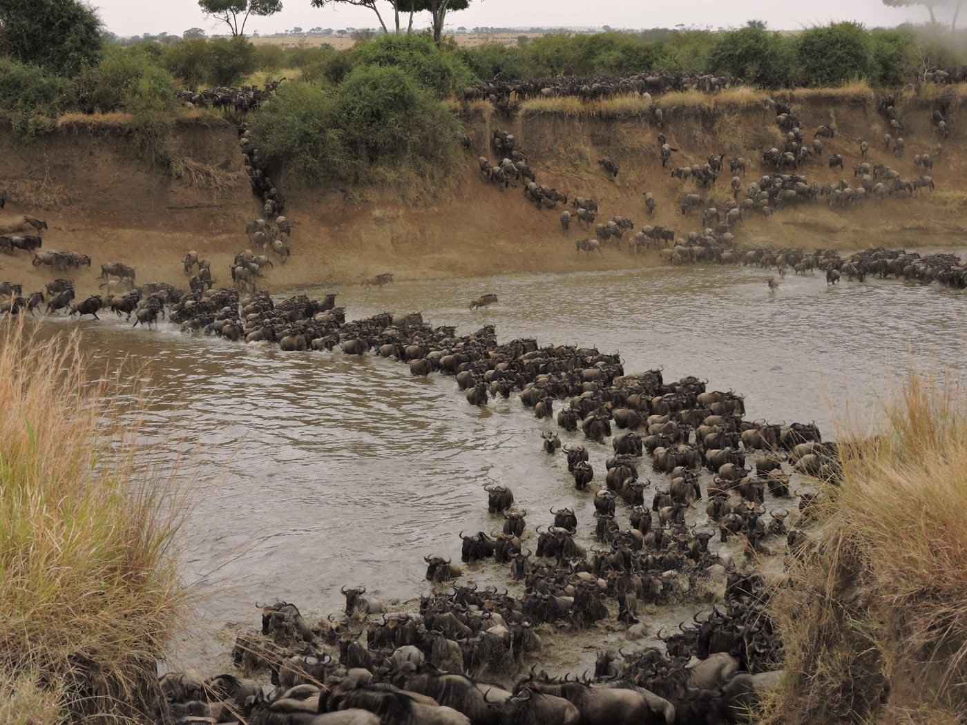Wildebeest crossing the Mara River on the Great Migration