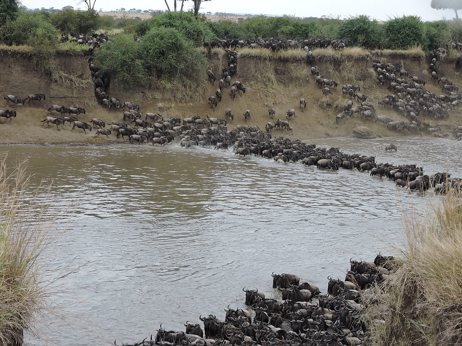 Wildebeest filing down the riverbank and across the river on the migration