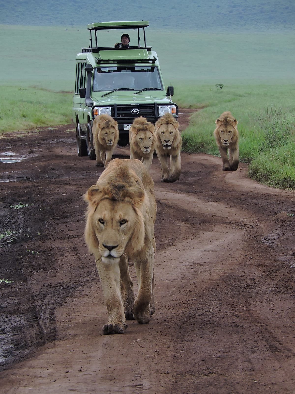 Five male lions walking a dirt track ahead of a safari vehicle