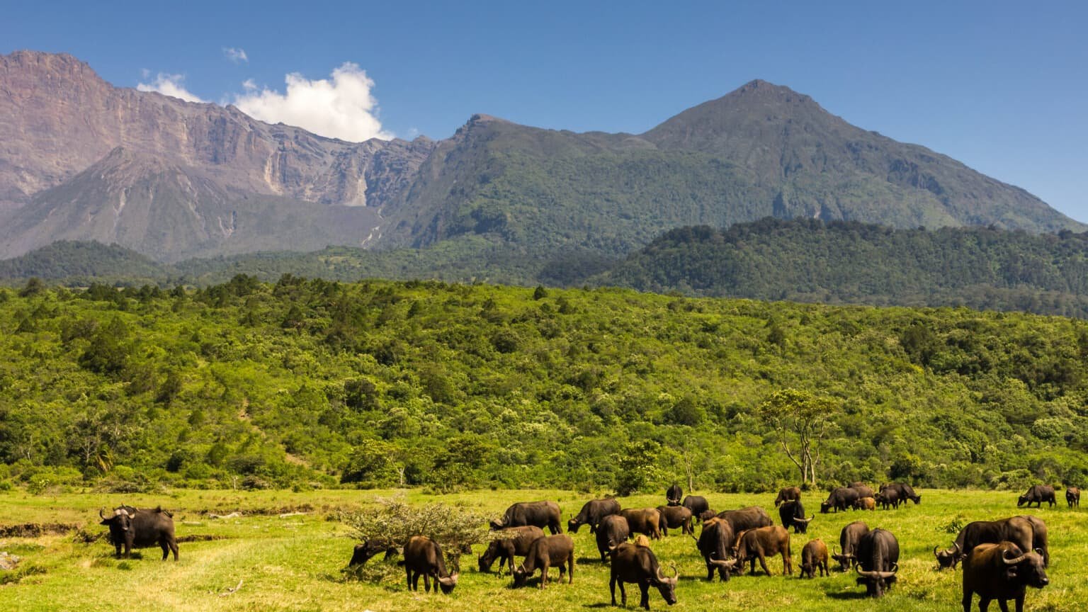 A buffalo herd grazing a green meadow in Arusha National Park below the crater wall of Mount Meru
