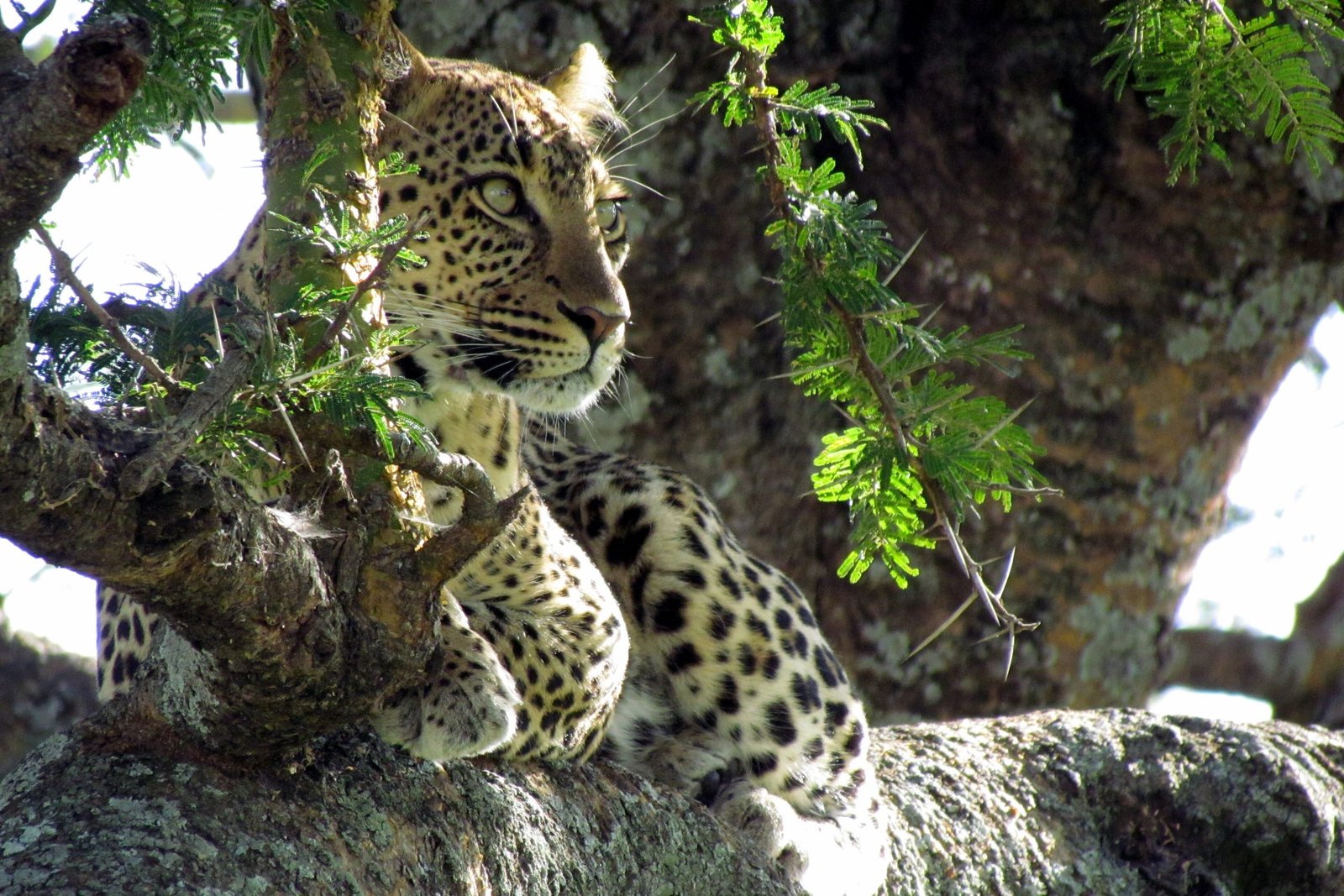 A leopard resting in an acacia in the central Serengeti