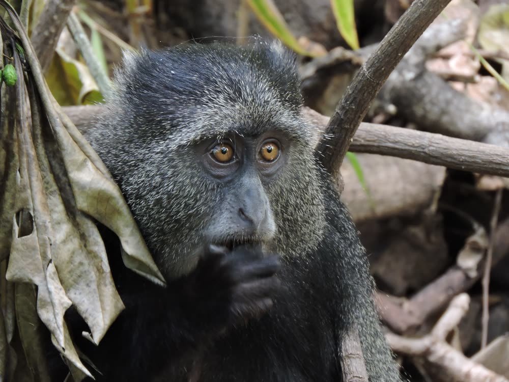 A blue monkey in Lake Manyara’s groundwater forest
