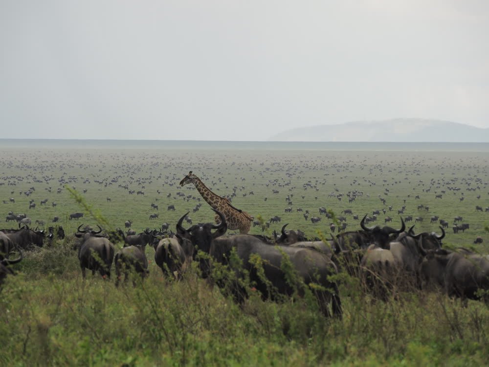 Migration herds across the Serengeti plains