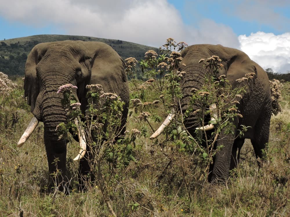 Two great-tusked bulls in Tarangire