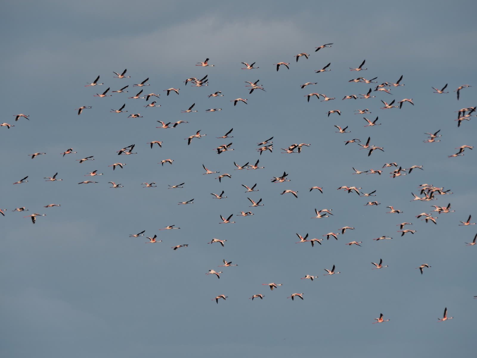 Flamingos over Lake Manyara