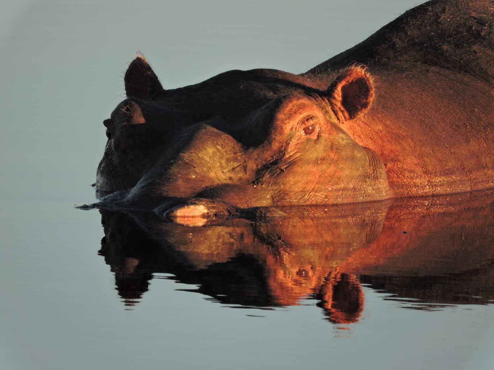 A hippo in the shallows