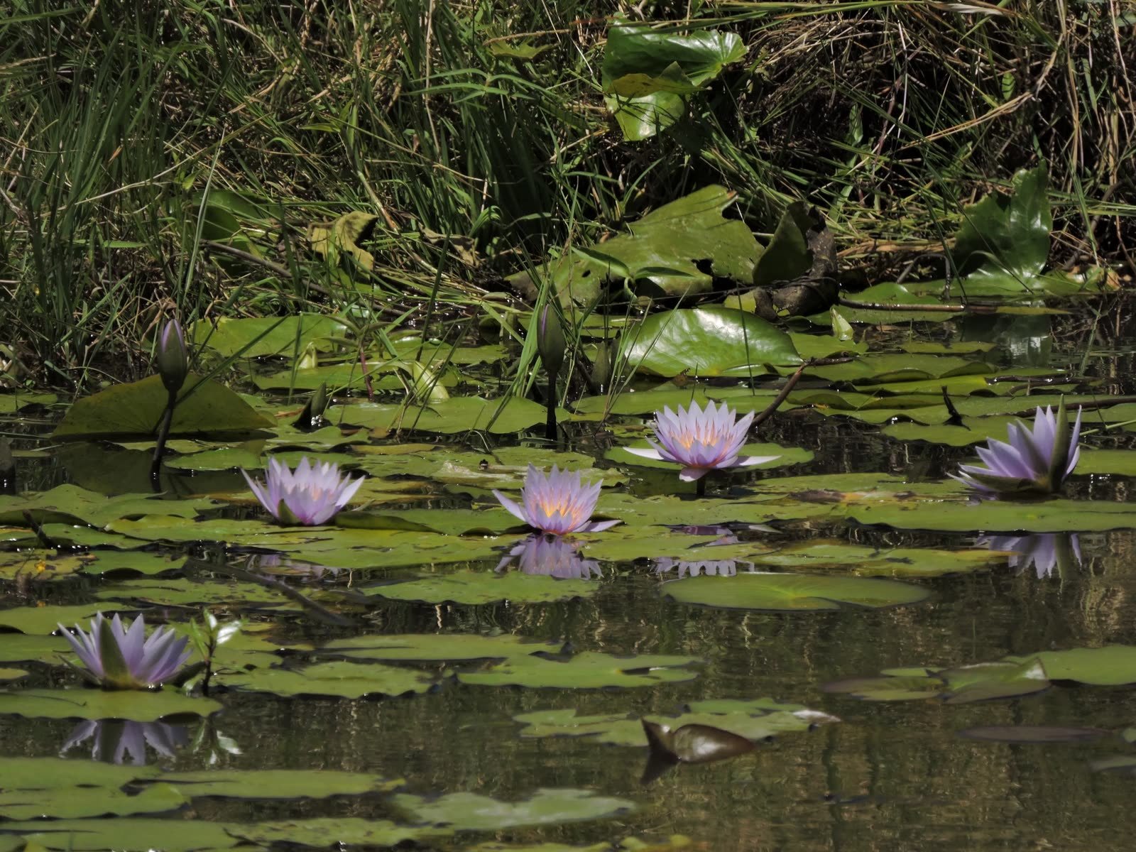 Water lilies on a forest pool
