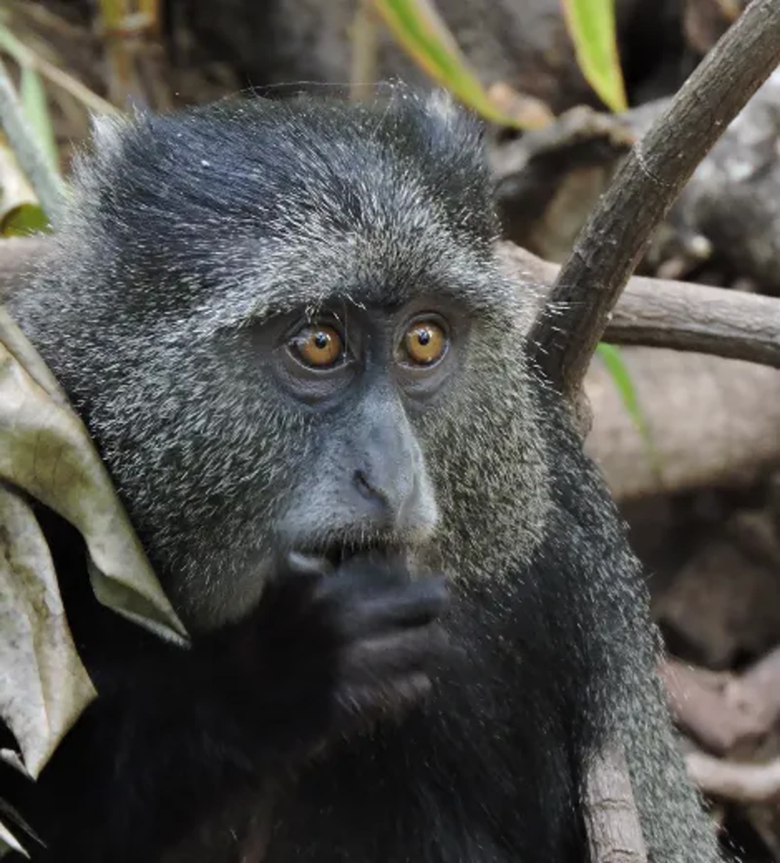 A blue monkey in the groundwater forest