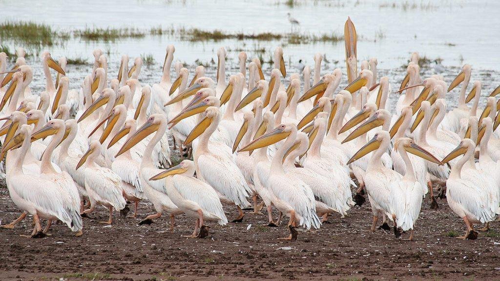 White pelicans at the lake edge