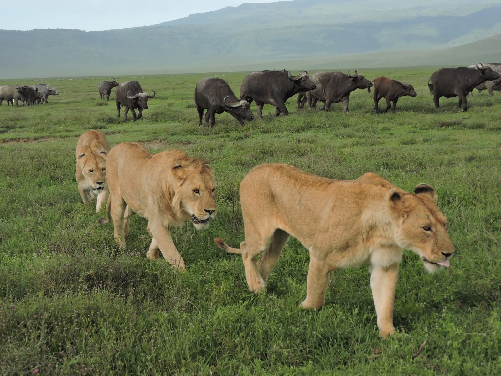Lions and buffalo on the crater grassland
