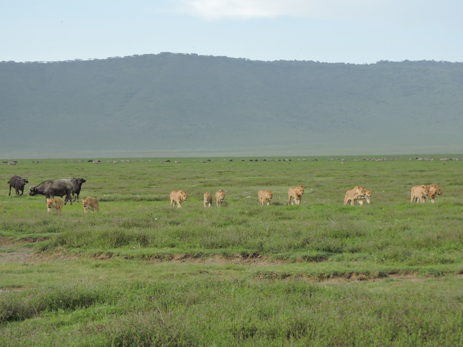 Herds grazing beneath the crater wall