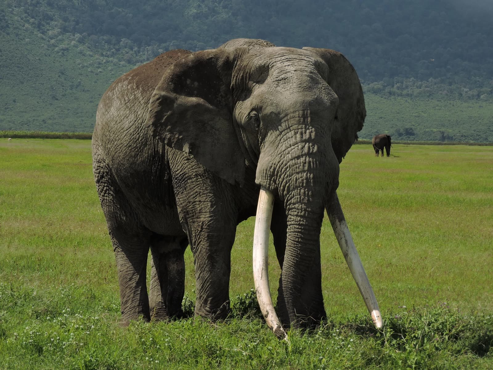 A great-tusked bull on the crater floor