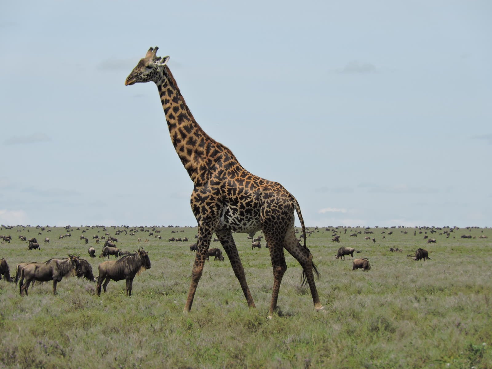 A giraffe striding among the herds