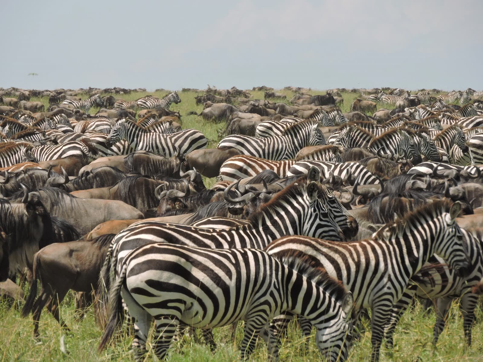 Migration herds across the plains