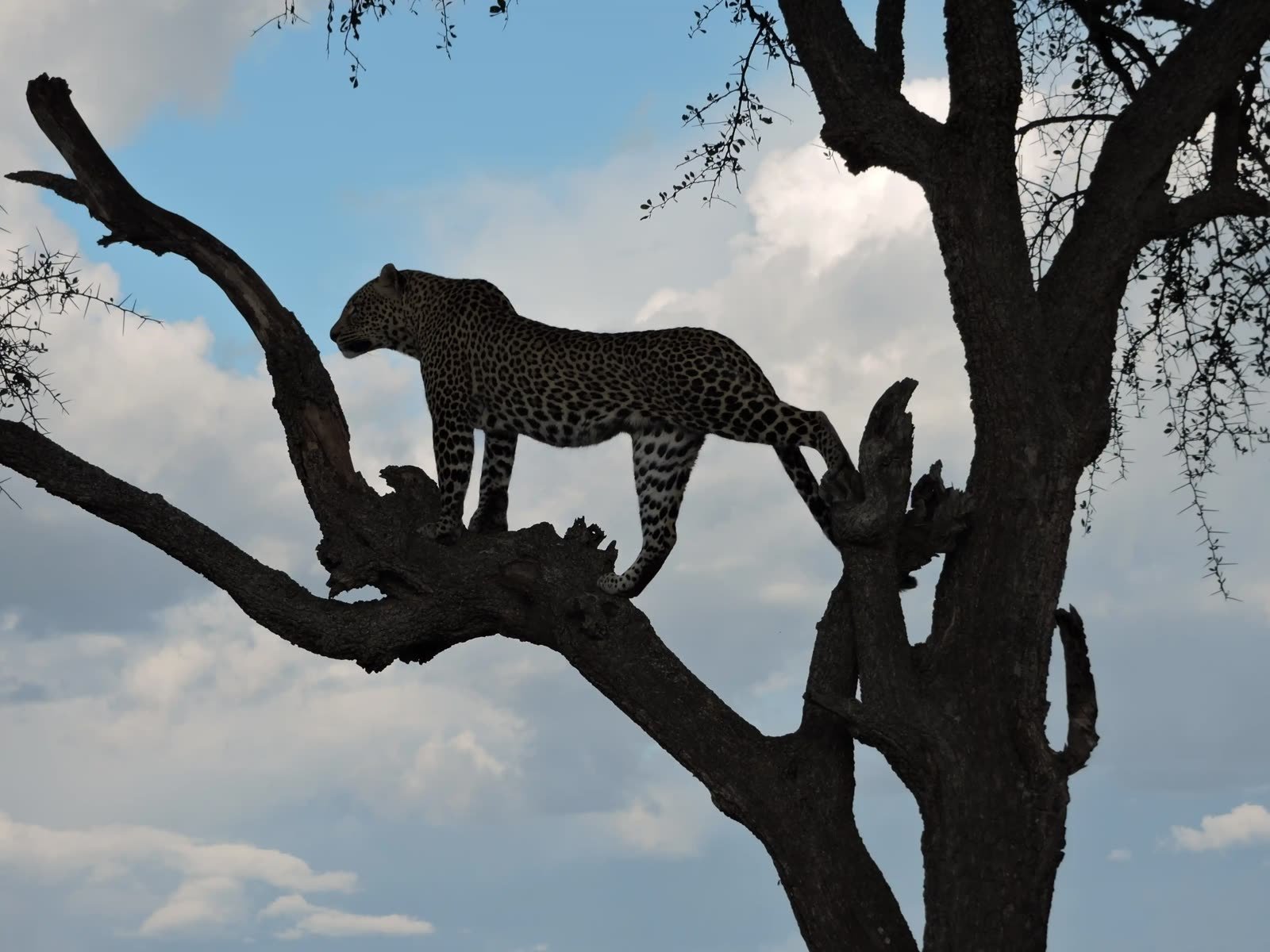 A leopard in an acacia at dusk