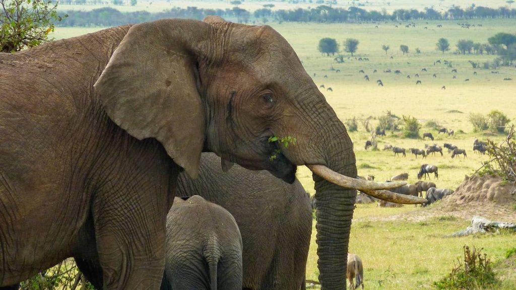 The Northern Serengeti at first light