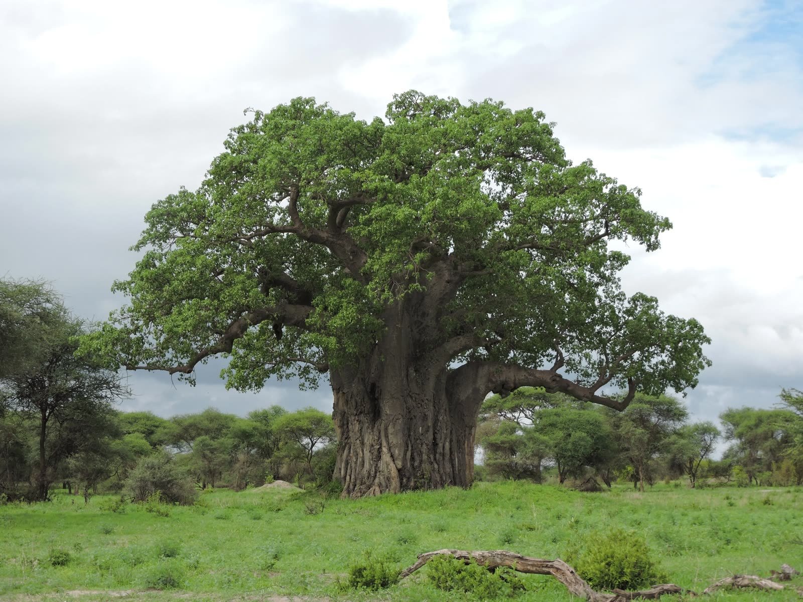 An ancient baobab over the grassland
