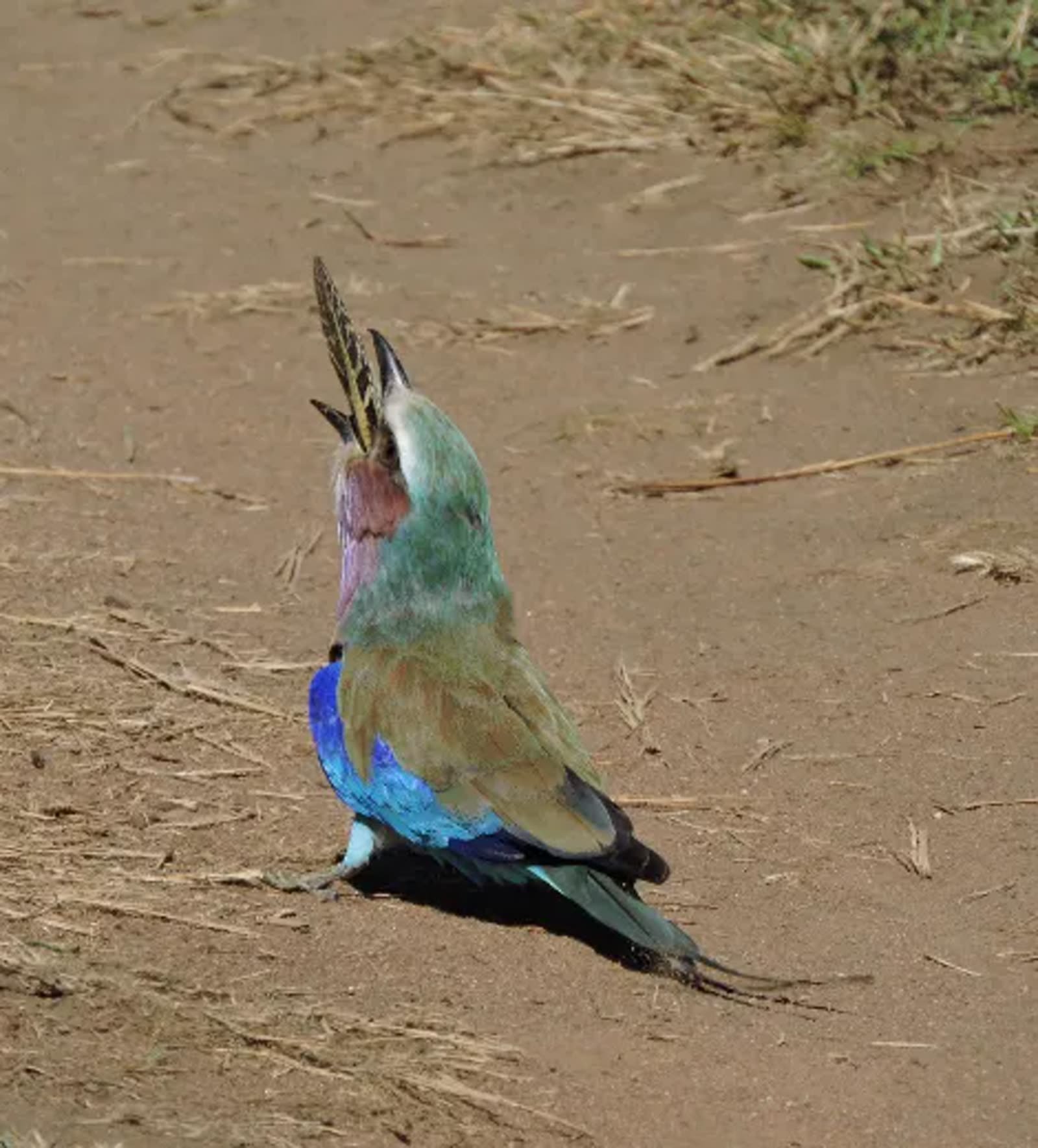 A lilac-breasted roller