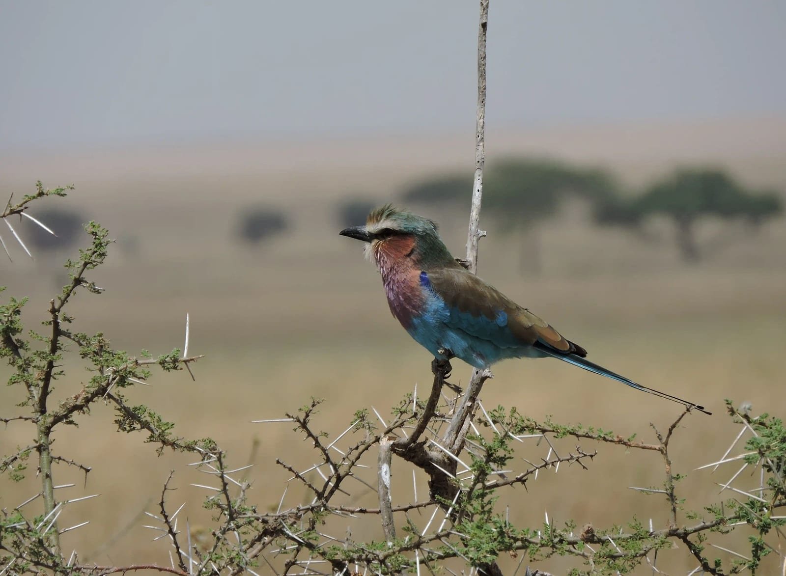 A lilac-breasted roller perched on a thorn branch above the plains