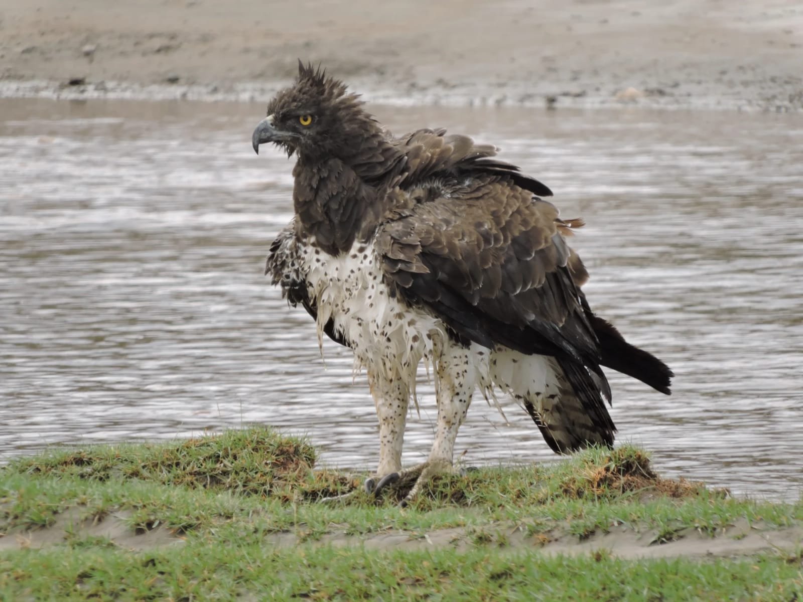 A martial eagle with rain-soaked plumage standing on a grassy riverbank