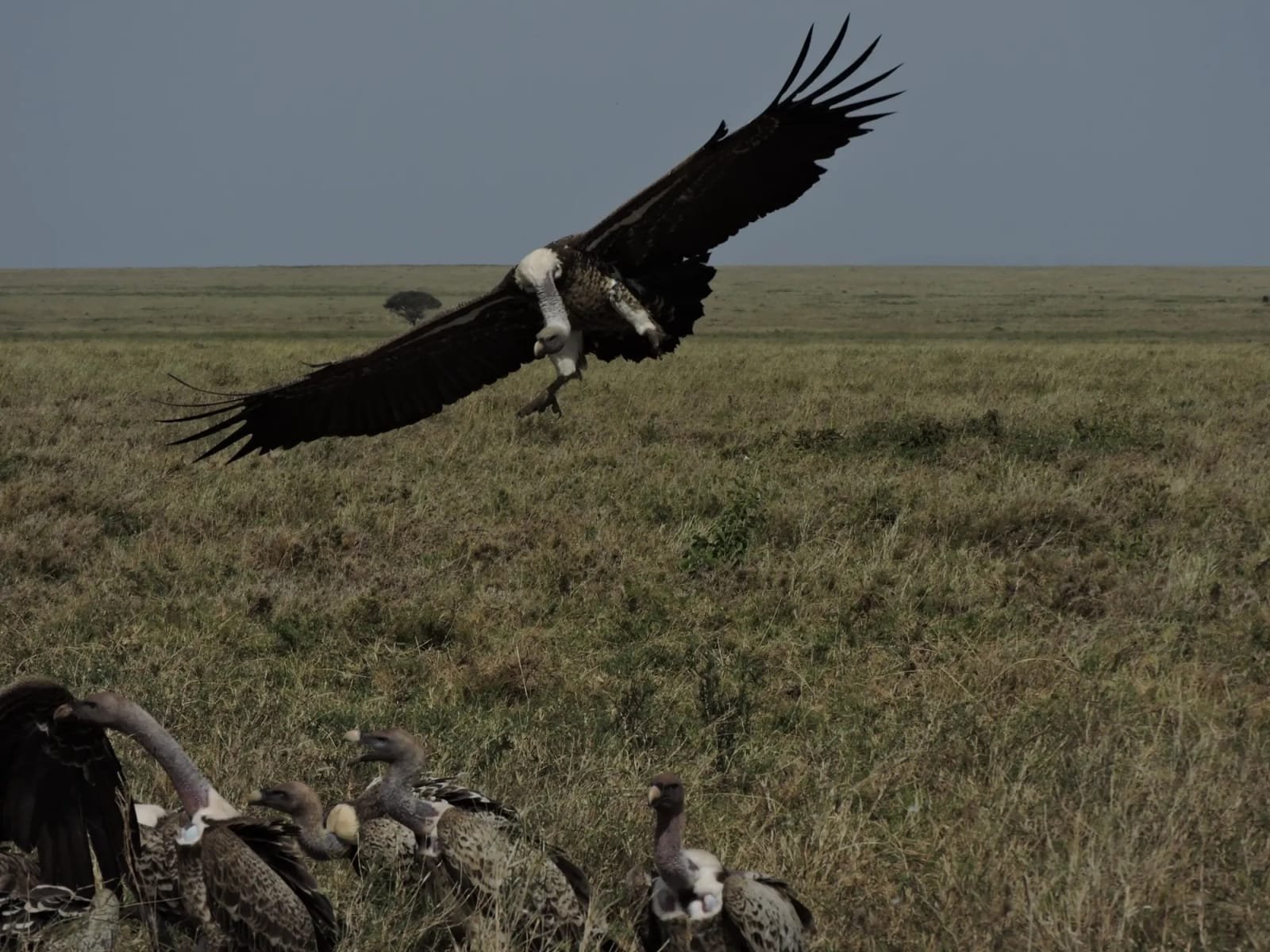 A vulture landing among a group of feeding vultures on the open Serengeti plains