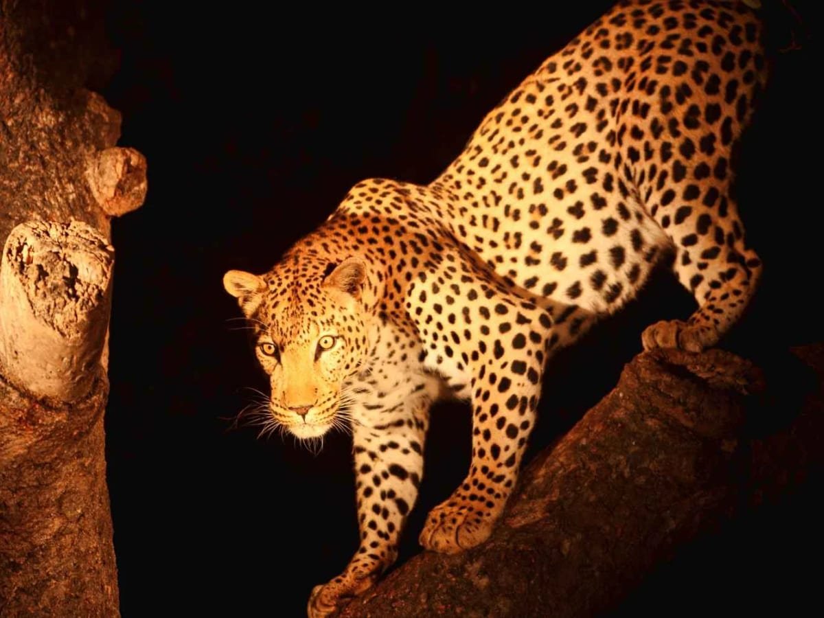 Night Safari