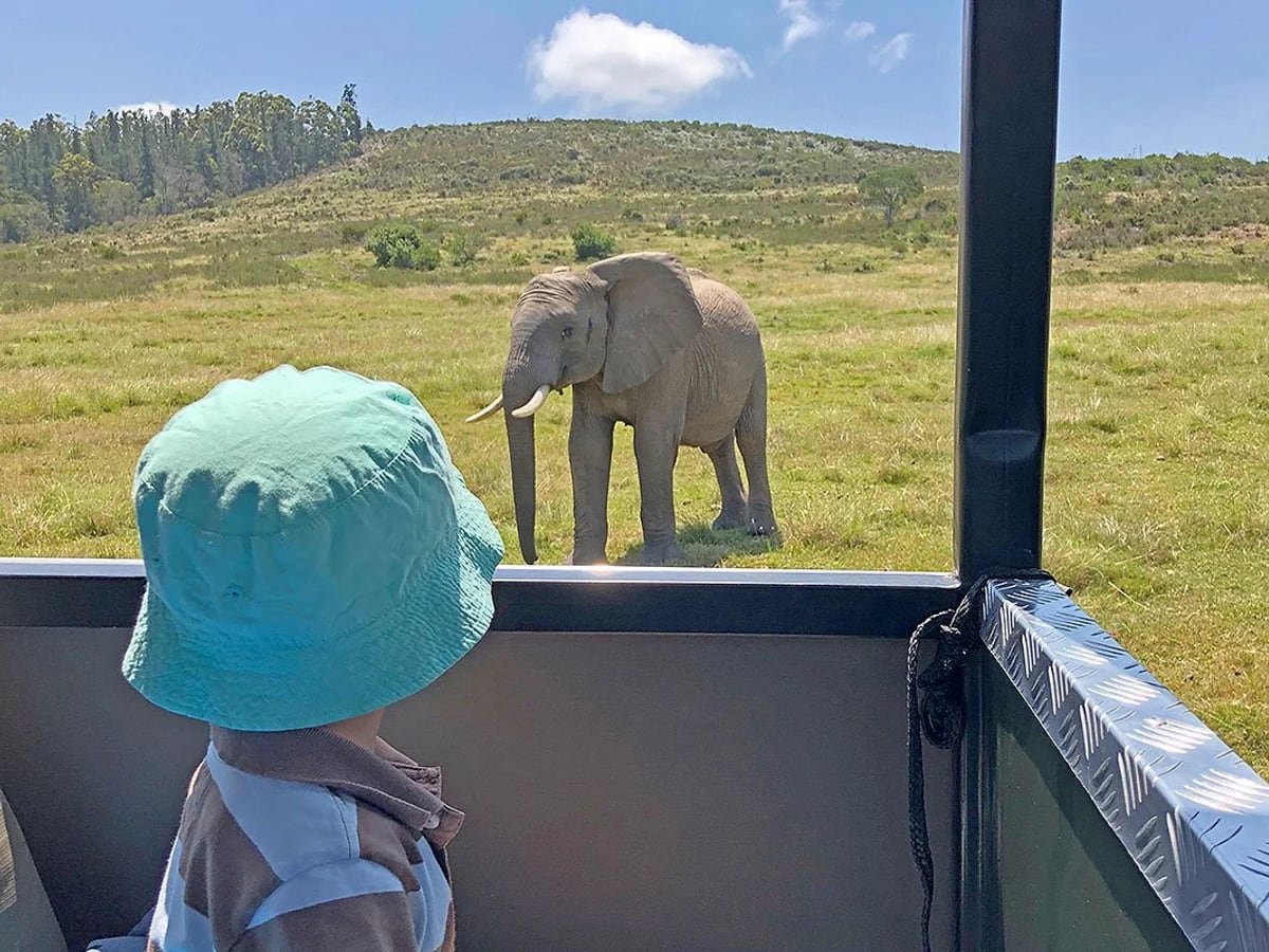 A child watching an elephant from the open side of the safari vehicle
