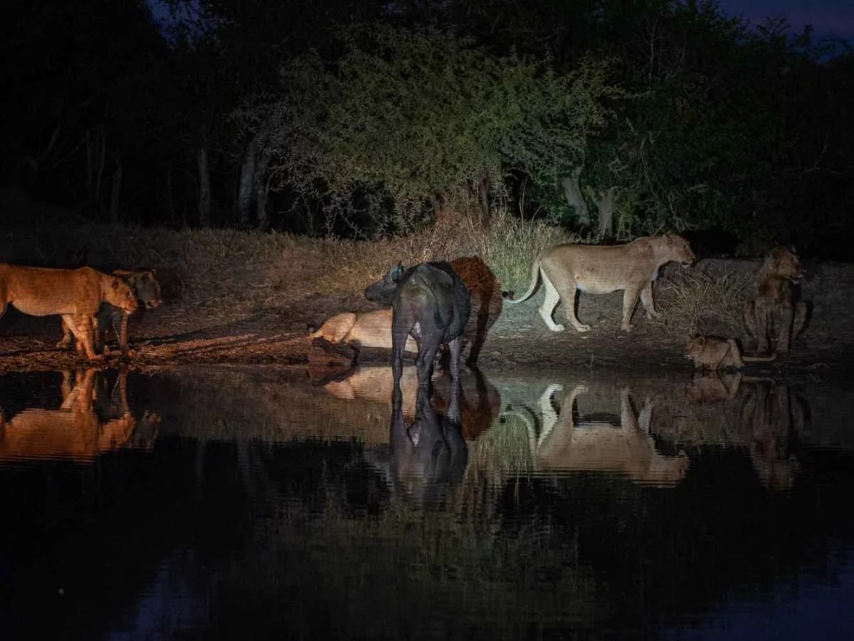 Lions at a waterhole picked out by the spotlight after dark