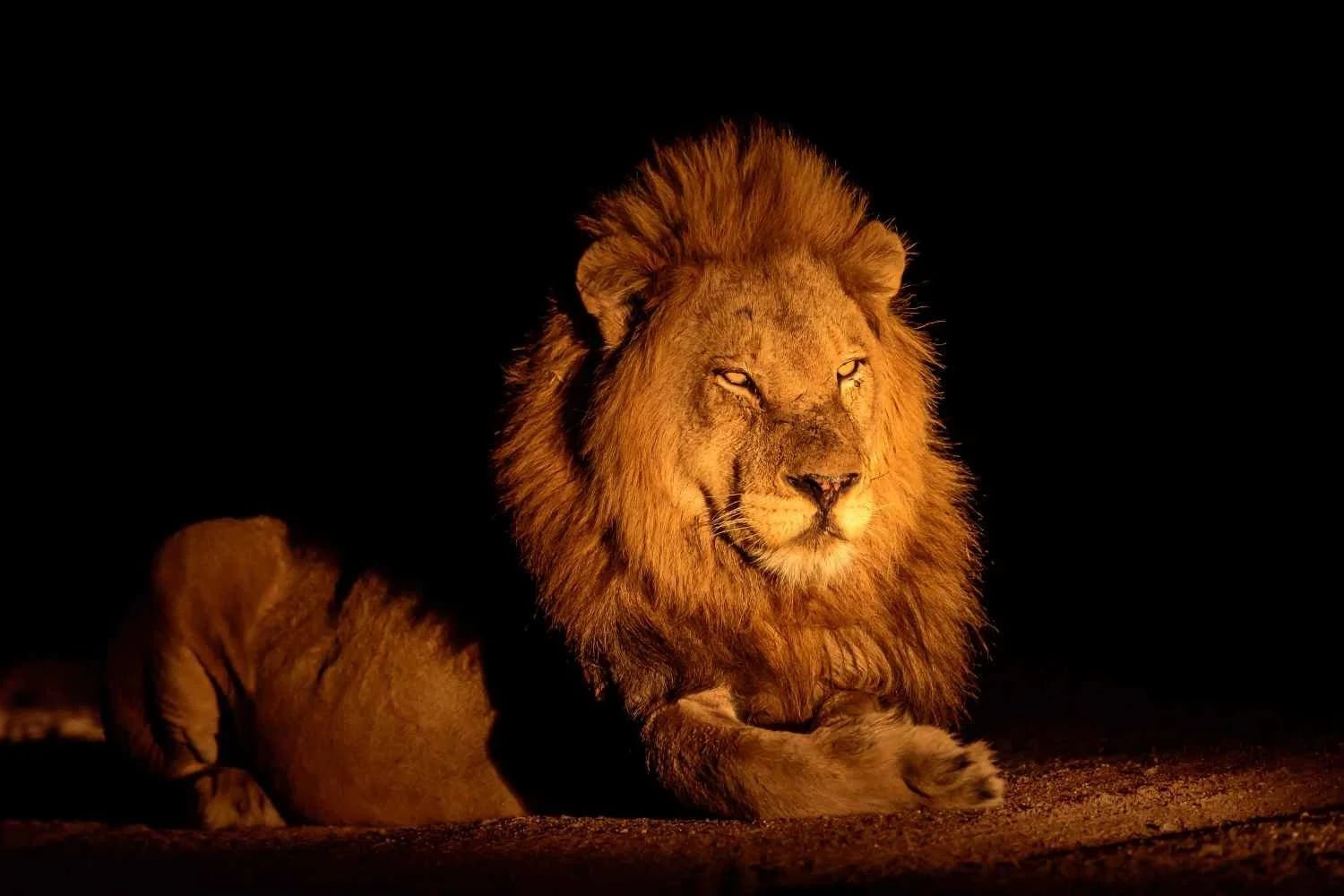 A male lion lit by spotlight in the dark