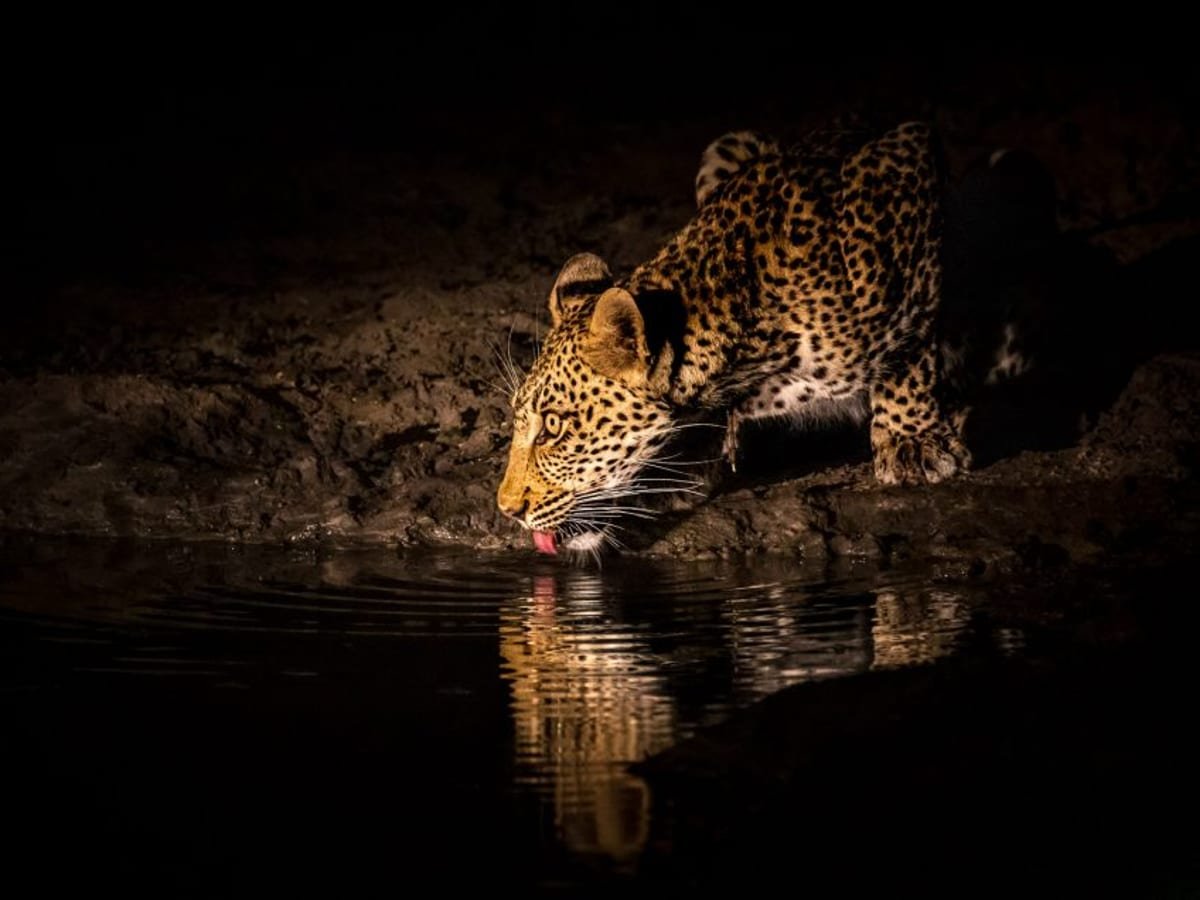 A leopard drinking at the water&rsquo;s edge at night