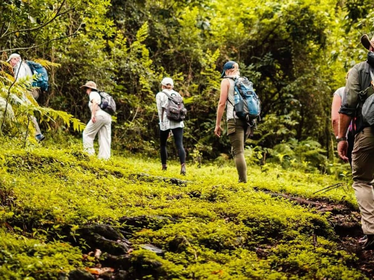 Walking single file along a green forest trail