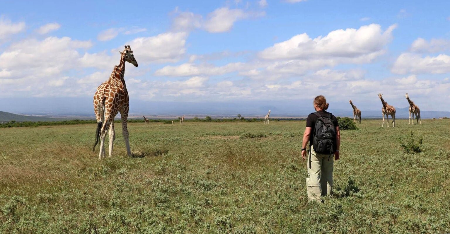 A guest on foot watching a giraffe with more giraffe grazing in the distance