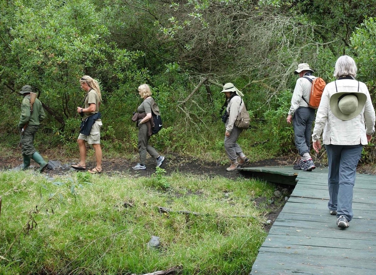 A guided walking group crossing a wooden boardwalk into the montane forest with an armed ranger leading