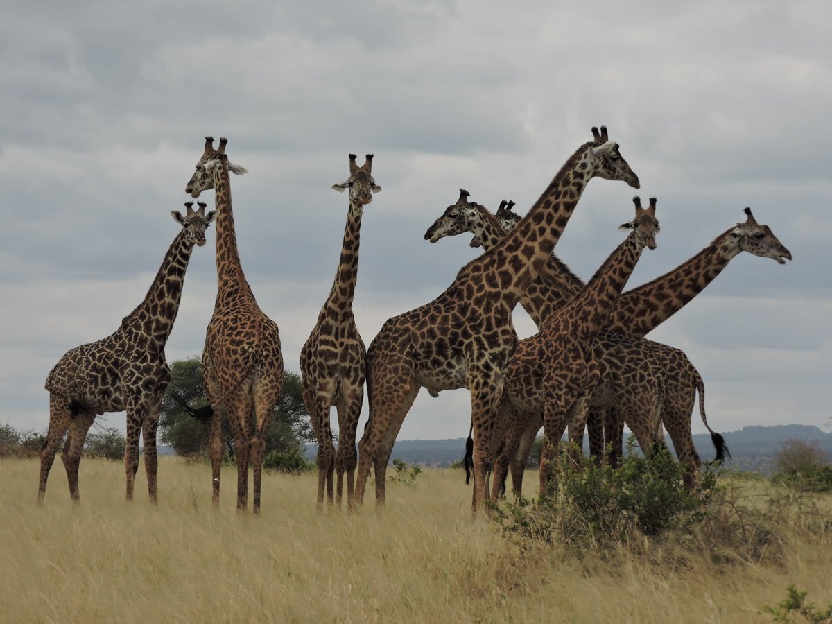 A group of giraffe gathered together