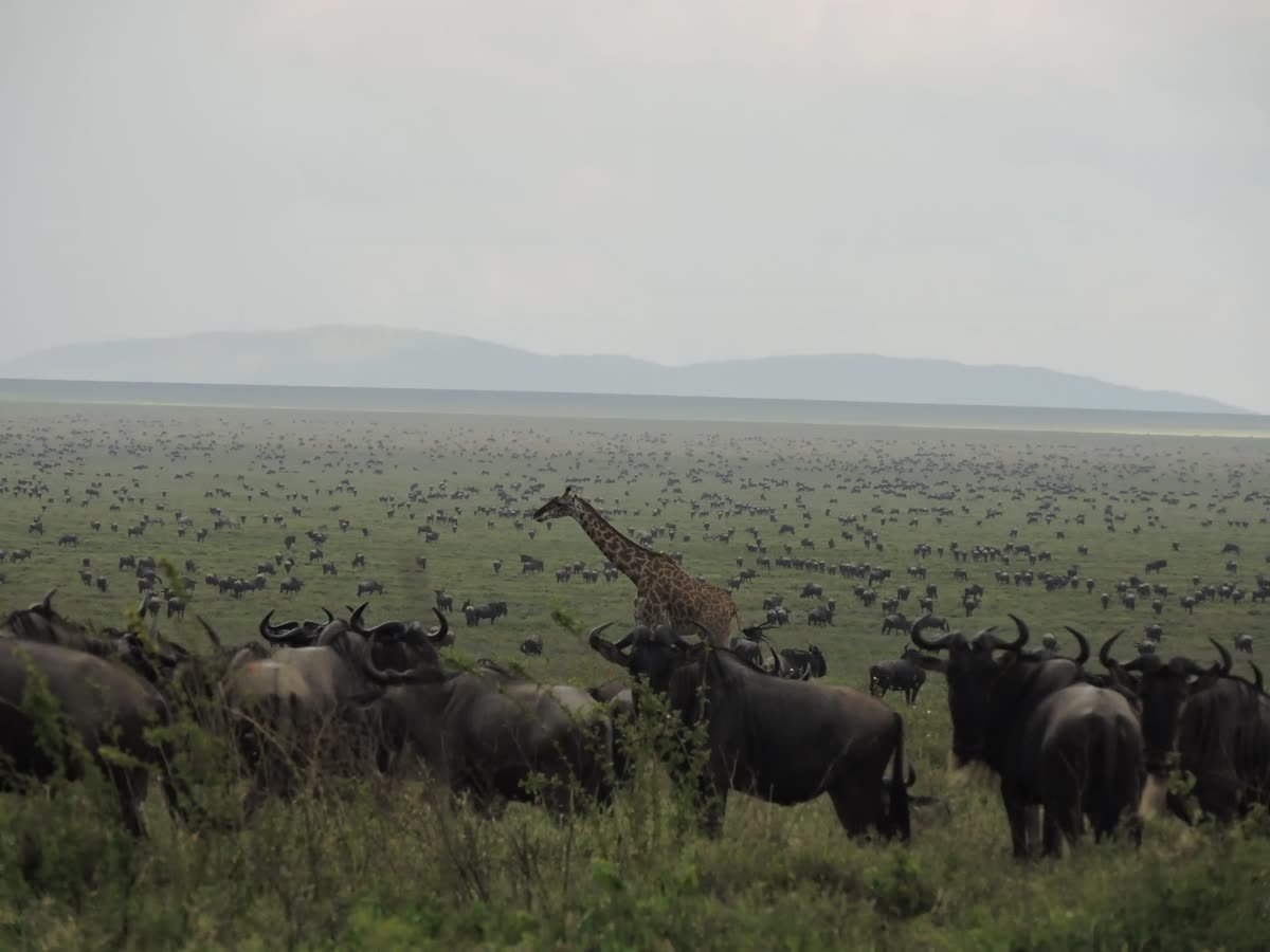 Migration herds scattered to the horizon