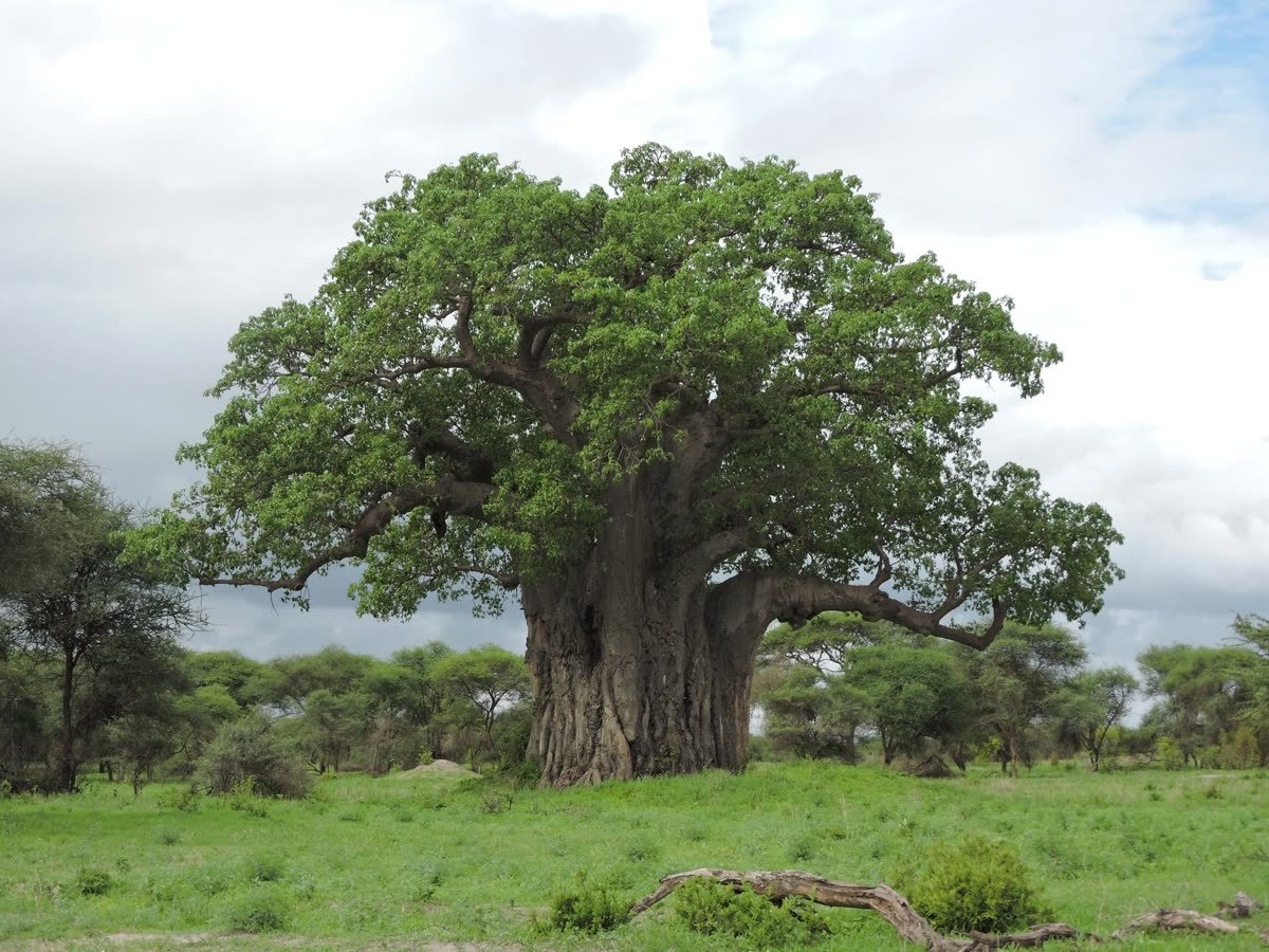 A giant baobab standing over the grassland