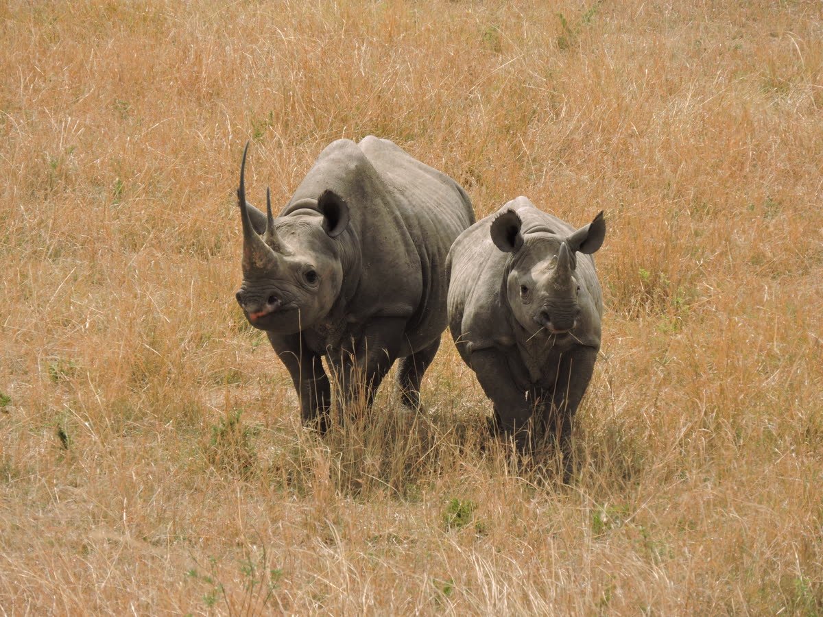 Two black rhino on the crater floor
