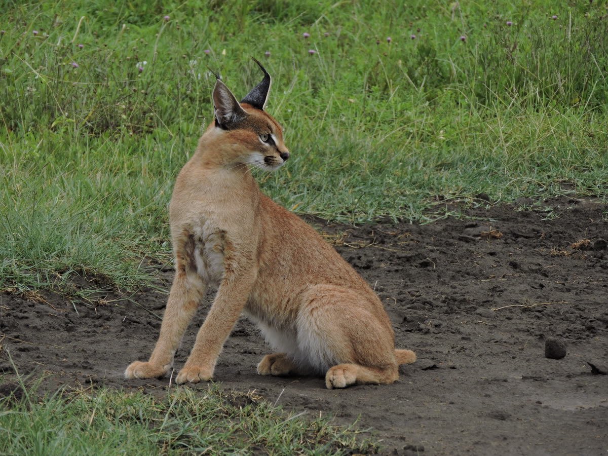 A caracal, ears tufted, in the open