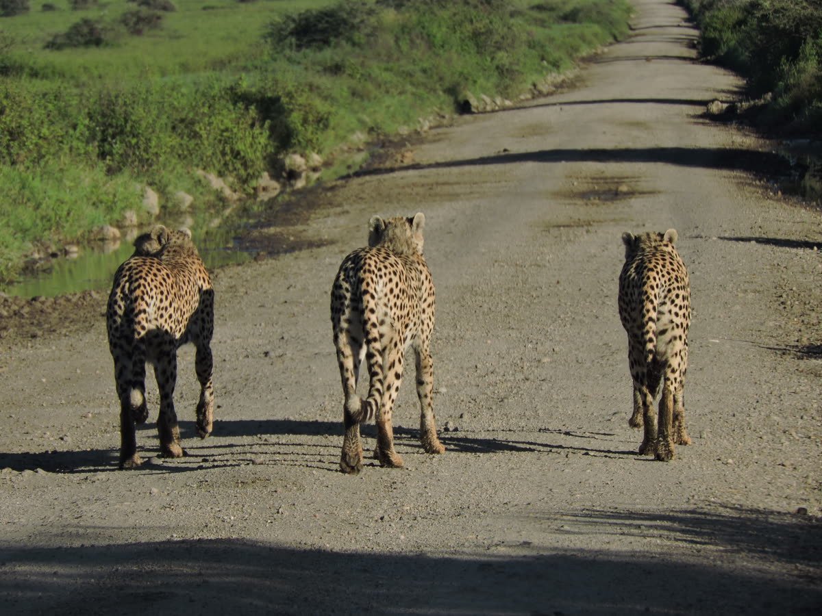 Three cheetahs walking the track at dawn