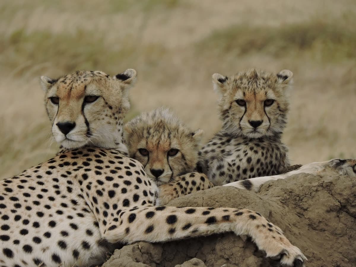 A cheetah mother with her cubs
