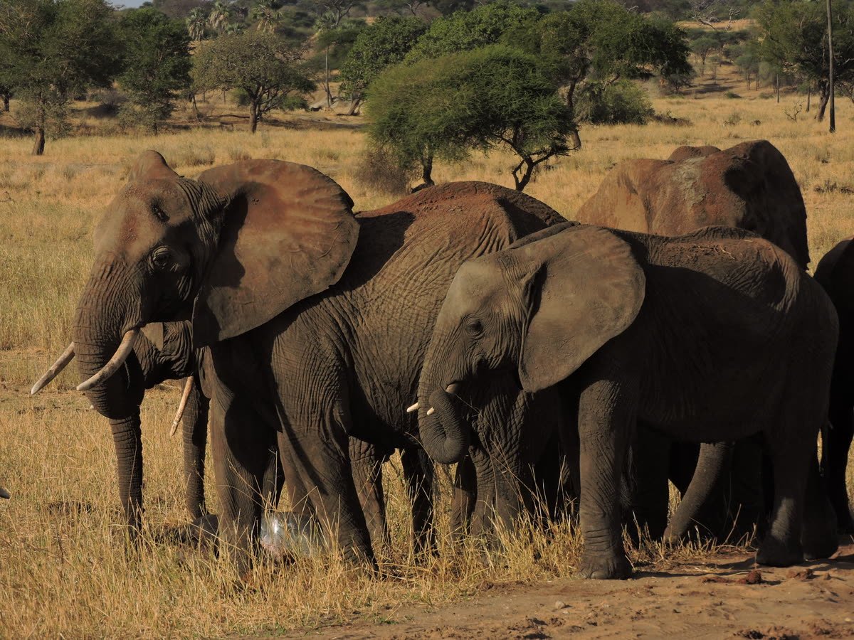 An elephant herd moving through the bush