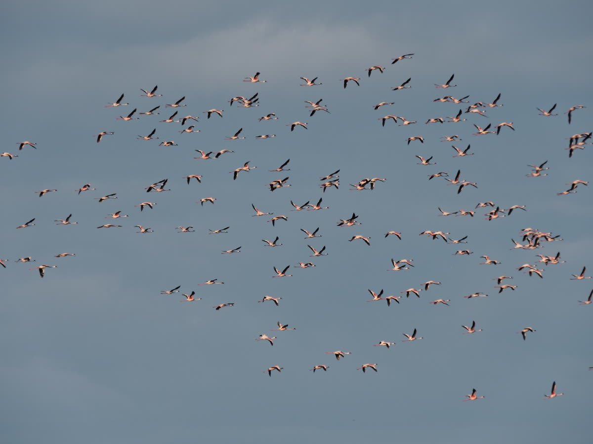 A flock of flamingos in flight