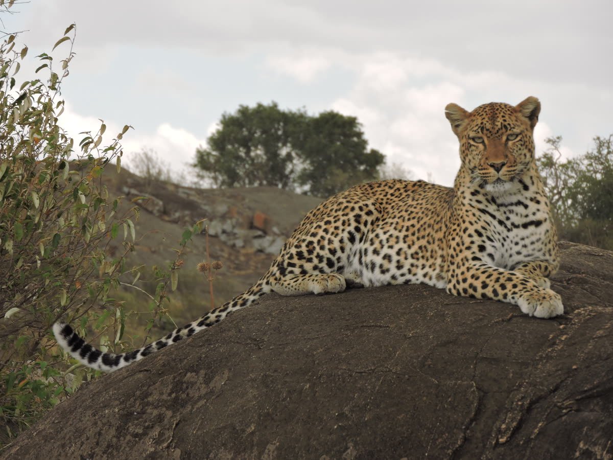 A leopard reclining on a granite kopje