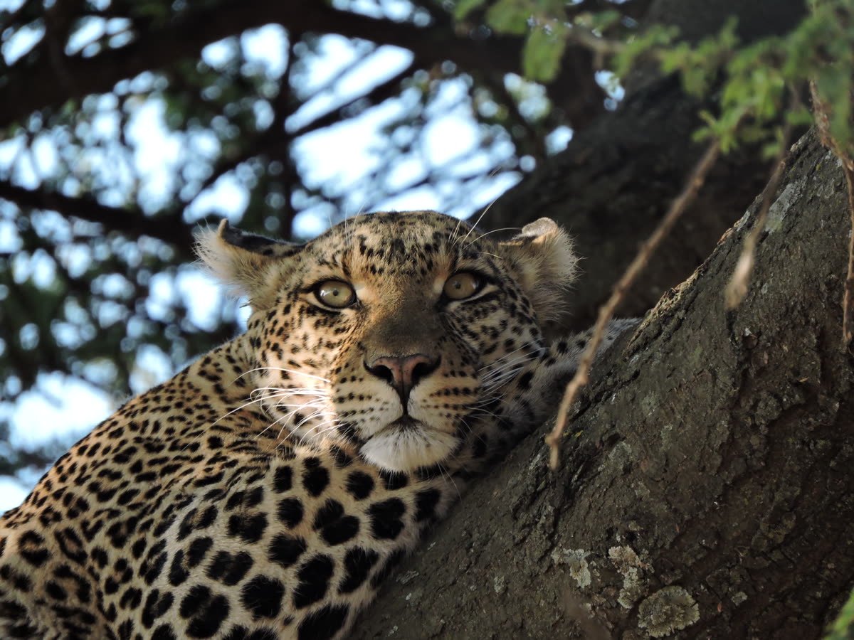 A leopard resting in the fork of a tree