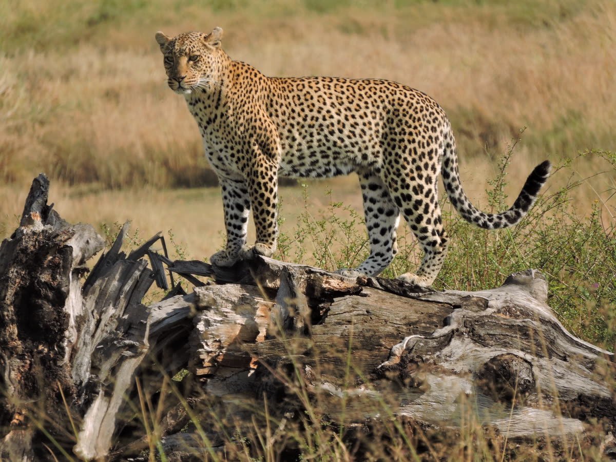 A leopard surveying the plains from a fallen log