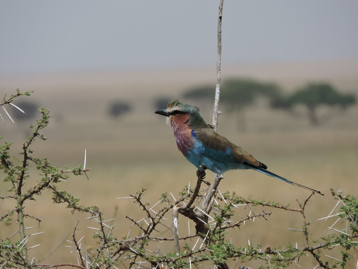 A lilac-breasted roller perched on a thorn branch