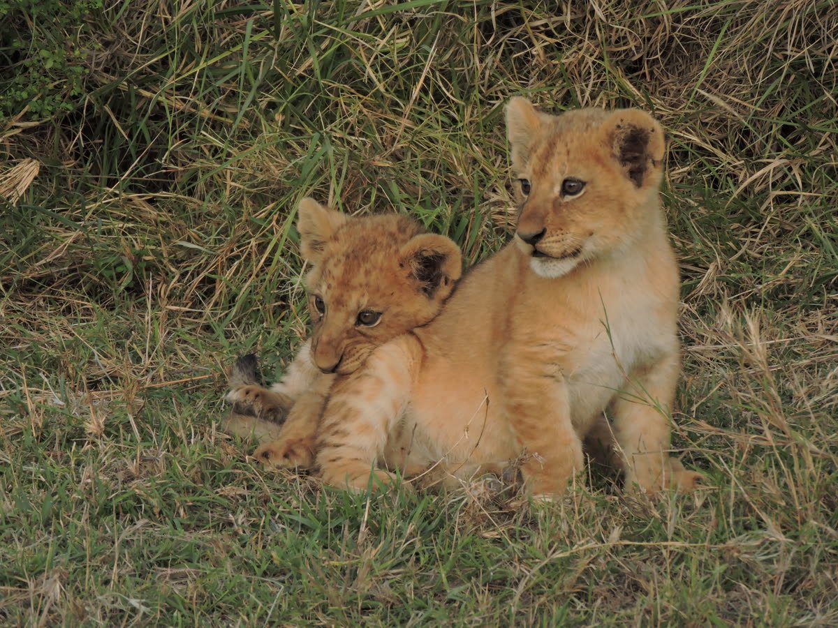 Two young lion cubs in the grass